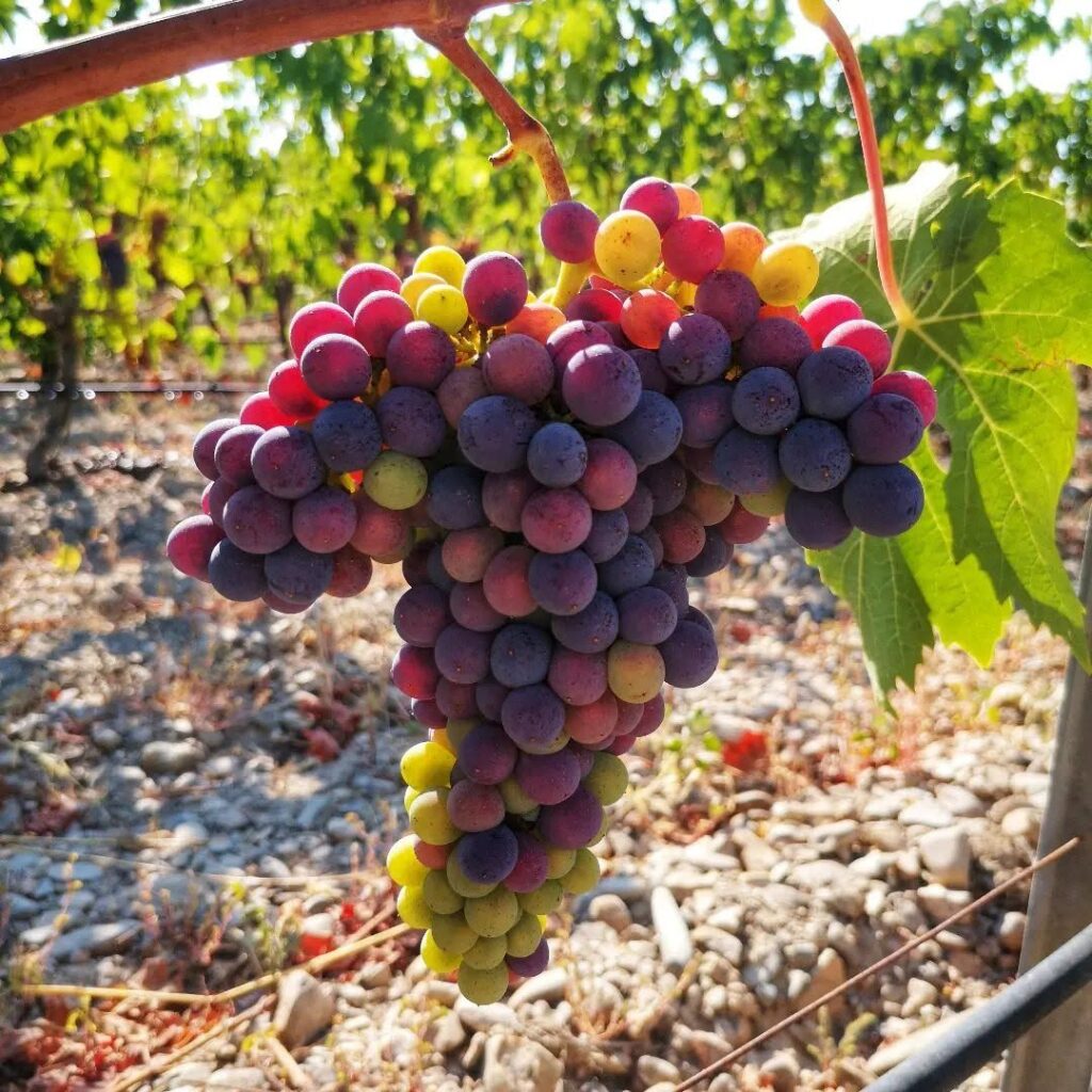 William Lasio Wines – William Lasio Wines