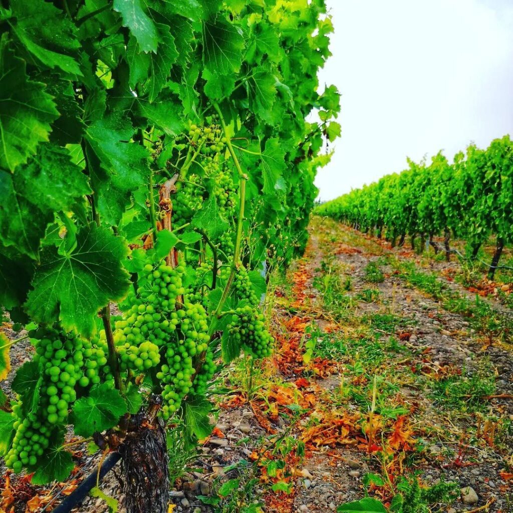 William Lasio Wines – William Lasio Wines