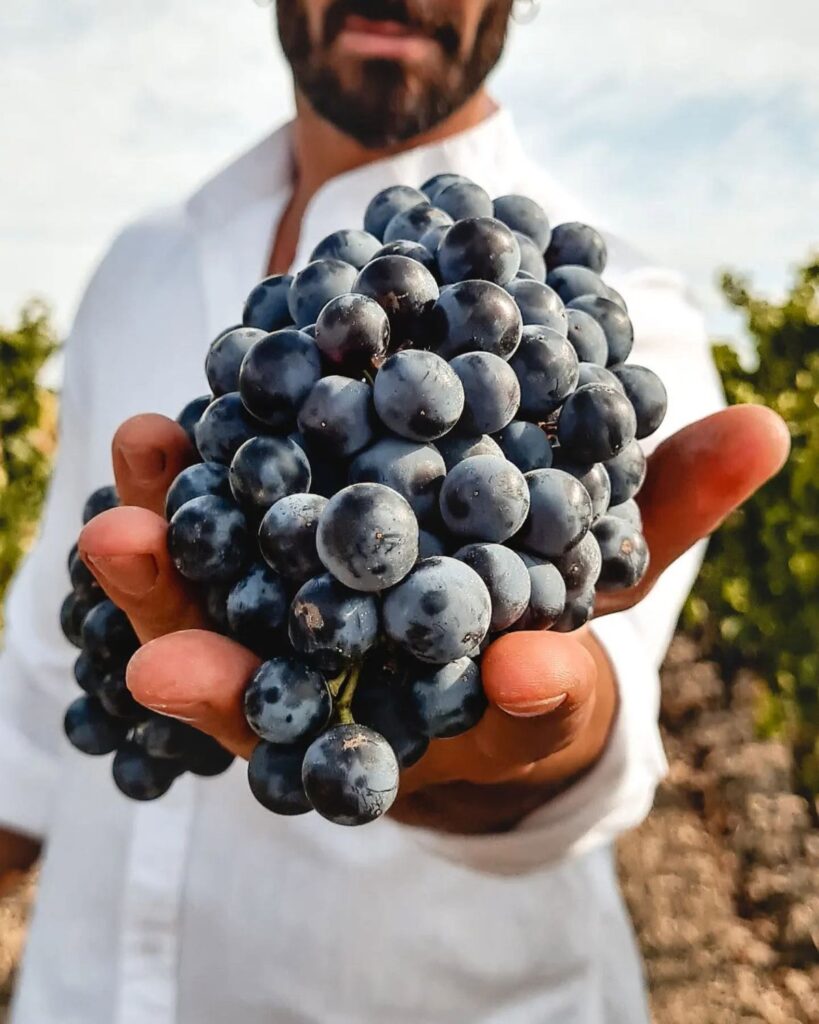 William Lasio Wines – William Lasio Wines